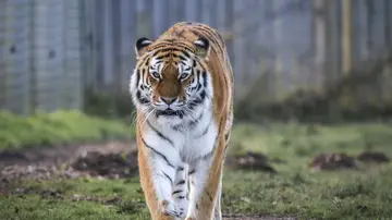 Imagen de archivo de un tigre Imagen de archivo de un tigre