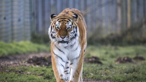 Imagen de archivo de un tigre 