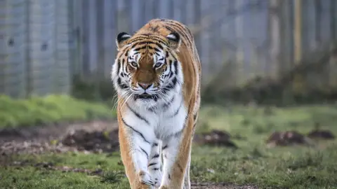 Imagen de archivo de un tigre Imagen de archivo de un tigre