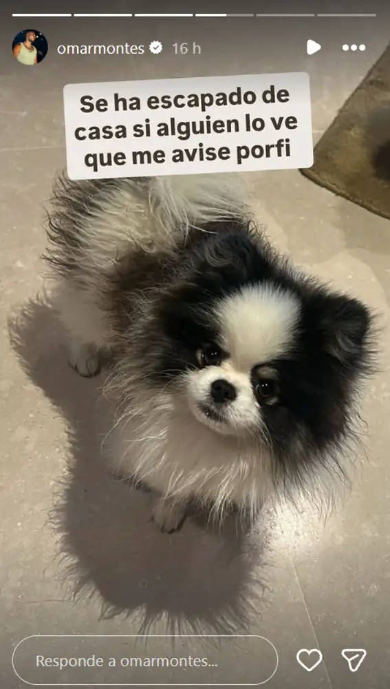 El perro de Omar Montes El perro de Omar Montes