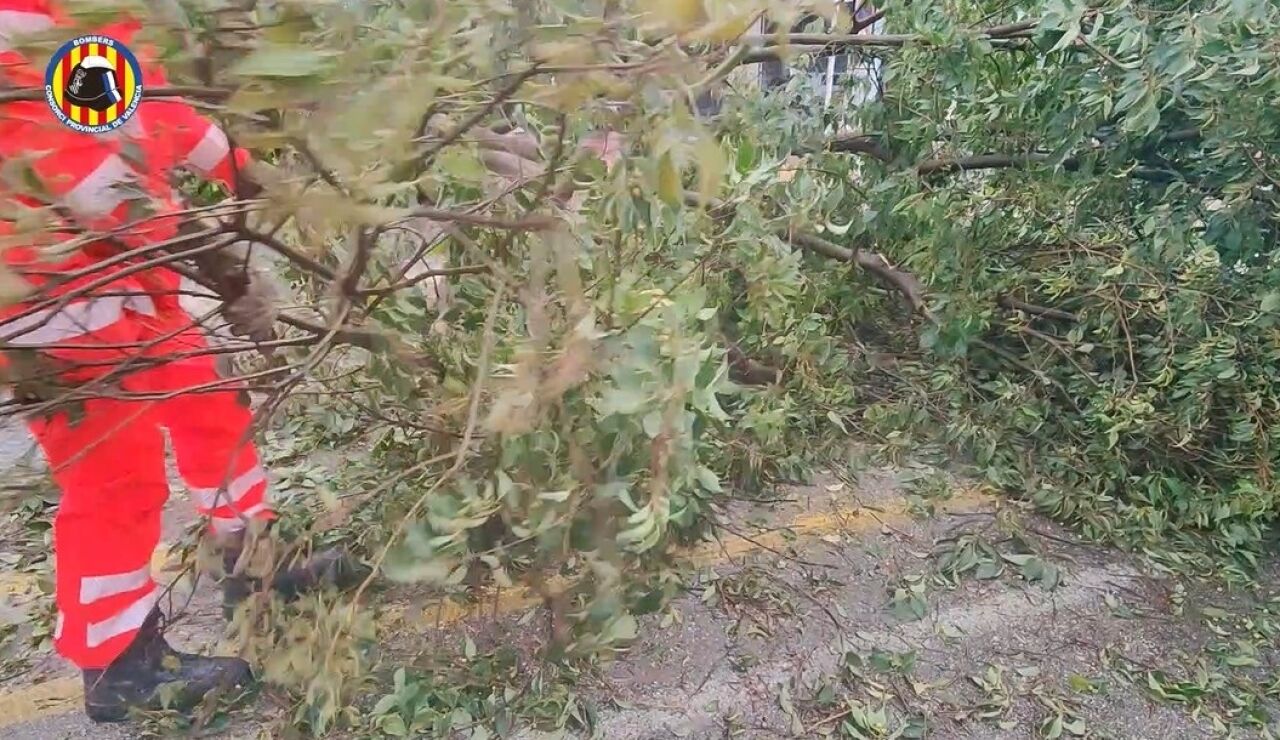 &Aacute;rbol ca&iacute;do en Gand&iacute;a por un temporal
