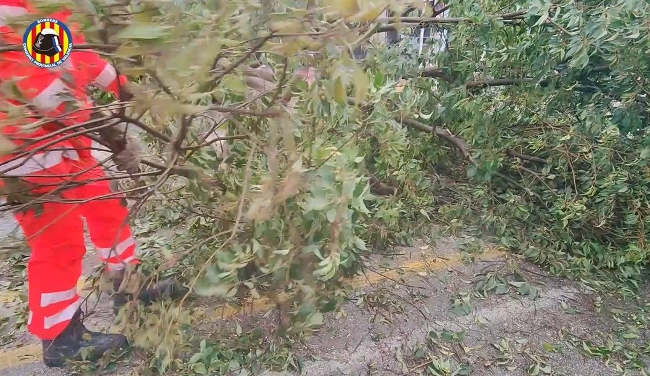Árbol caído en Gandía por un temporal