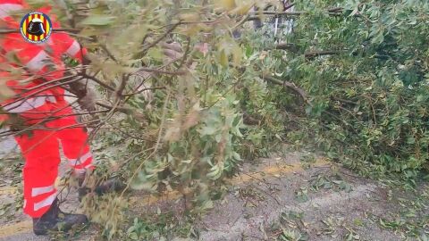 &Aacute;rbol ca&iacute;do en Gand&iacute;a por un temporal