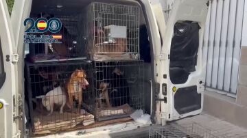 Perros y gatos encerrados a oscuras en muebles de cocina en una casa de Velez-M&aacute;laga