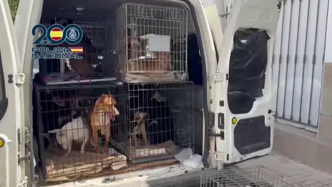 Perros y gatos encerrados a oscuras en muebles de cocina en una casa de Velez-Málaga Perros y gatos encerrados a oscuras en muebles de cocina en una casa de Velez-Málaga